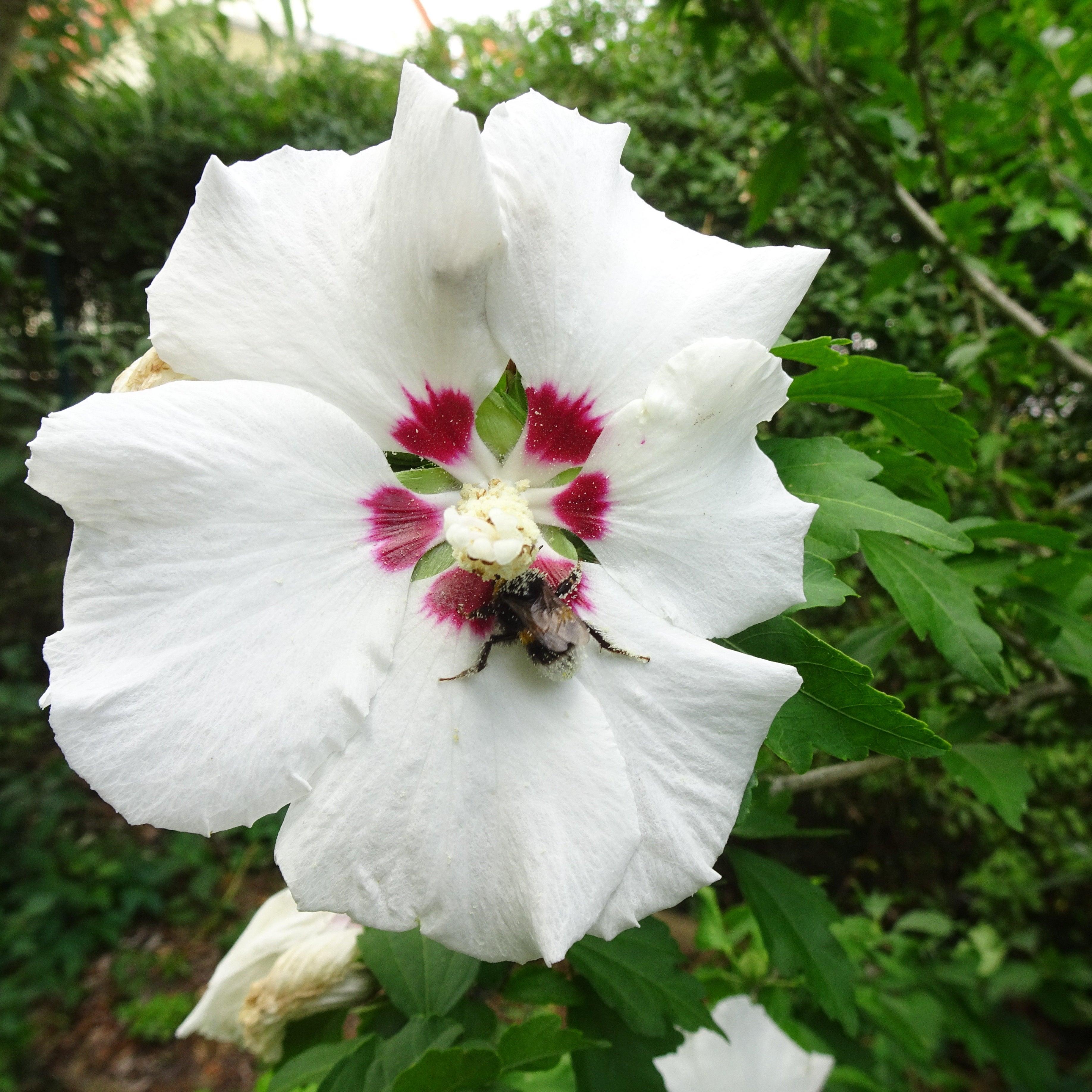 Inspiriert von der wunderschönen Natur entstehen Tischblumen und vieles mehr. Blätter und Blüten werden zu Skulpturen aus Porzellan.